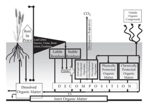 What do we already know about how a human body is reabsorbed into the ecosphere?
