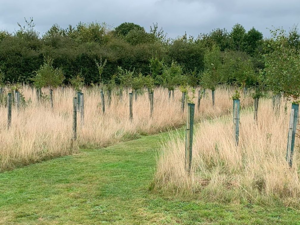 At Henley Woodland Burial Ground, I delve deeper into the life of a green burial plot.